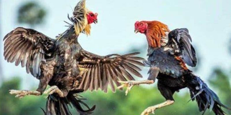 Cách thức tuyển chọn đá gà Bình Định đạt chuẩn thi đấu